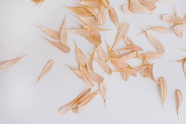 Beyaz arka planda parlak pembe çiçek yaprakları. Yaratıcı asgari Paris titreşimleri çiçek kompozisyonu