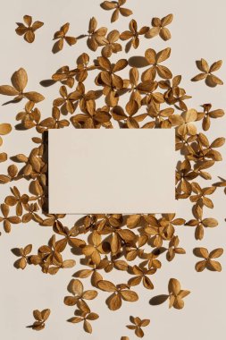 Sahte kopya alanı olan boş kağıt kağıtlar, beyaz arka planda kuru yıldız çiçekleri. Düz konum, üst görünüm estetik minimal ticari marka şablonu