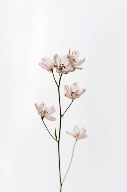 Beyaz arka planda narin bir çiçek sapı. Estetik yakın görünüm çiçek kompozisyonu