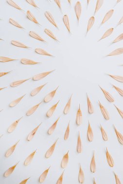 Minimum stil konsept. Beyaz arka planda, fotokopi çerçeveli soluk pembe çiçek yaprakları. Yaratıcı yaşam tarzı, yaz, bahar konsepti. Boşluğu kopyala, düz yat, üst görünüm