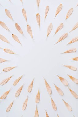 Beyaz arka planda güzel somon pembe çiçek yapraklarından yapılmış kırpma yolu olan yuvarlak çerçeve. Düz yerde, üst tarafta. Boş kopya alanına sahip çiçek arkaplanı