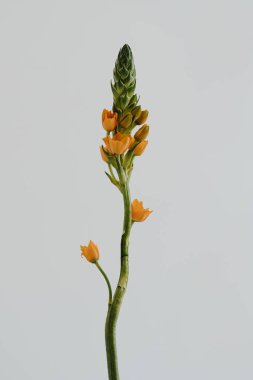 Beytüllahim 'in narin yıldızı çiçek sapı beyaz arka planda. Estetik yakın görünüm çiçek kompozisyonu