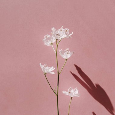 Pembe duvarda güneş ışığı silueti olan güzel pembe bir çiçek. Güneş ışığının gölgesinde estetik minimum çiçek kompozisyonu