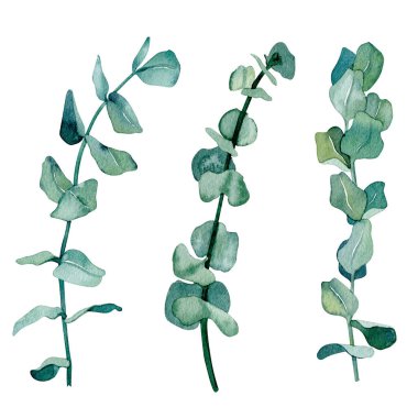 Suluboya modern okaliptüs kompozisyonları