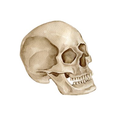 Suluboya anatomi insan vücudu parçaları iskelet ve kafatası