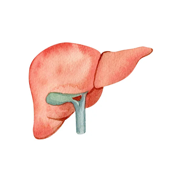 Ilustração do fígado de órgão de anatomia aquarela. — Fotografia de Stock