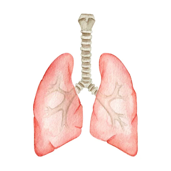 Akvarell anatomi organ lungor illustration — Stockfoto