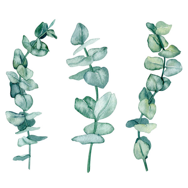 Акварель современные цветочные эвкалиптовые композиции