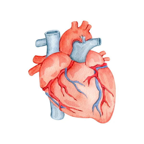 Watercolor anatomy organ heart illustration.