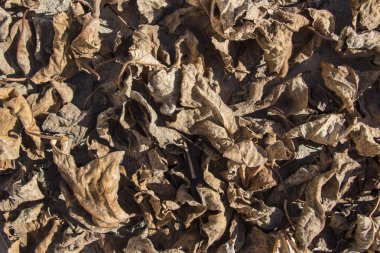 kuru yaprak, kahverengi doku bırakır