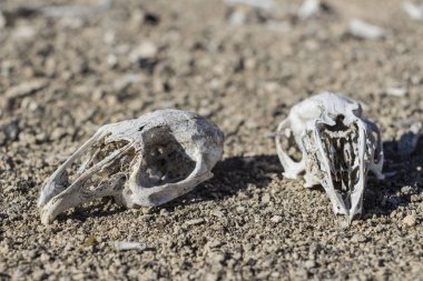 tavşan kafatasları doğa, kemikler, baş