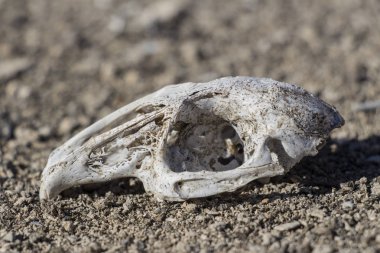 tavşan kafatası naturebones, kafa, beyaz kafatası