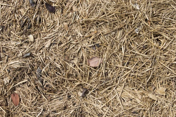 Dry Straw Background Dirty Straw Texture — Stock Photo, Image