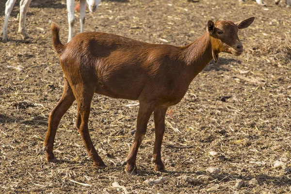 Cabra Marrón Pequeña Animal Granja — Foto de Stock