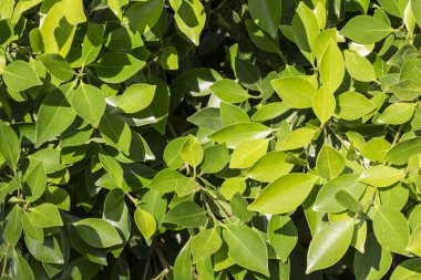 yaprak yeşil doku, yeşil duvar arka plan bırakır.