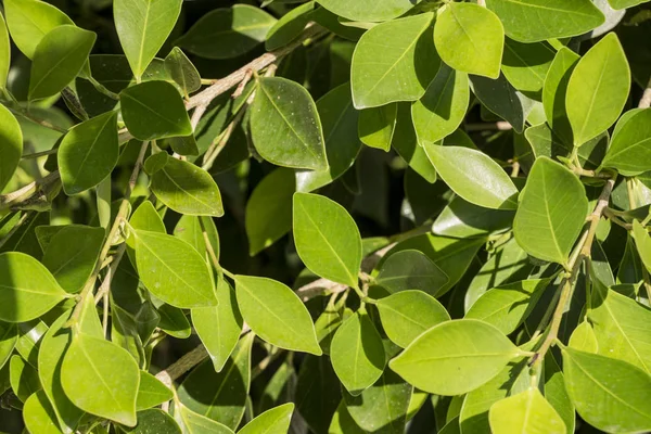 doku yeşil yapraklar, duvar arka plan yeşil yaprakları