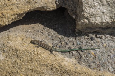 İber kertenkele açık, podarcis hispanicus