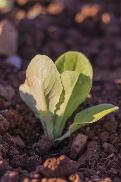 baby leaf  lettuce in the field, lettuce cultivation, green leaves