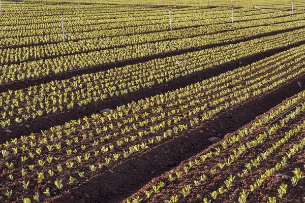 baby leaf lettuce cultivation, field of lettuce, green leaves