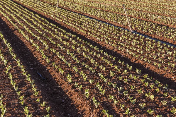 Bebek yaprak alanı marul, marul yetiştiriciliği, yeşil yaprakları