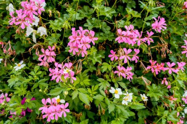 Renkli çiçeklerle dolu bir arka plan. Çiçek açan bitkiler..