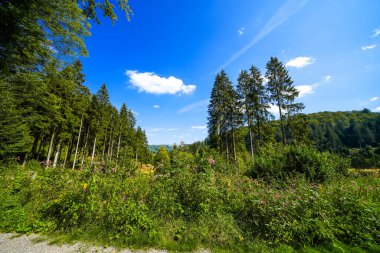 Rothaar Dağları 'ndaki Istenberg' deki Bruchhauser Steine yakınlarındaki manzara. Sauerland 'de yürüyüş patikaları..