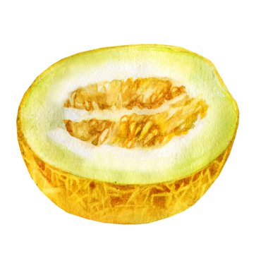 Kavun suluboya resim. Beyaz arka plan üzerinde kavun