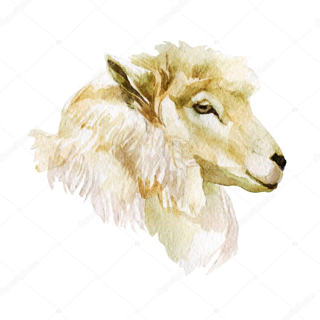 Watercolor illustration, sheep. Head of a sheep.