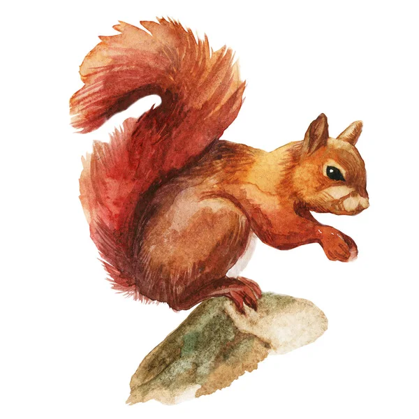 Squirrel Drawing Tutorial - How to draw Squirrel step by step