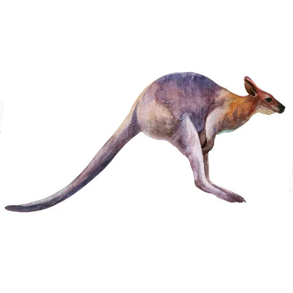 Aquarel Kangoeroe Geïsoleerd Een Witte Achtergrond Australische Kangoeroe Aquarel Illustratie — Stockfoto