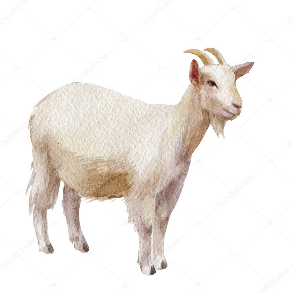 Watercolor single goat animal isolated on a white background illustration