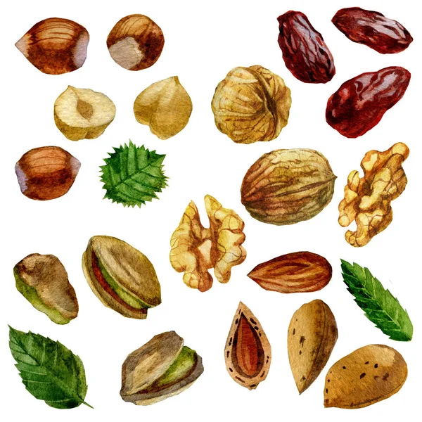 Aquarel Illustratie Instellen Noten Hazelnoten Pistachenoten Walnoot Amandel Datum Vruchten — Stockfoto