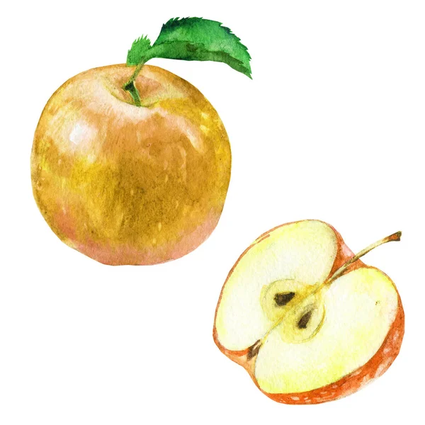 Sada Akvarel Ilustrace Žluté Jablko Polovinu Jablka — Stock fotografie