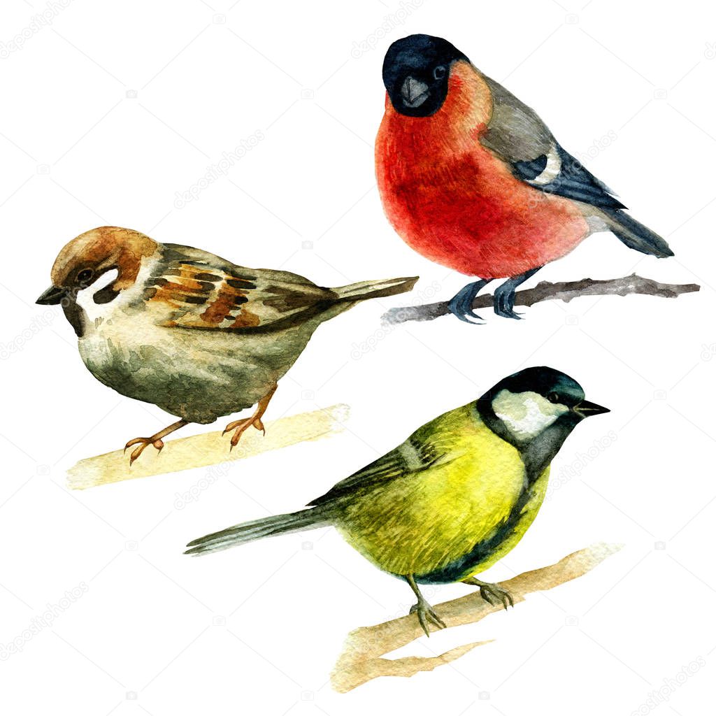 Watercolor illustration, set. Forest animals sparrow bullfinch bluebird