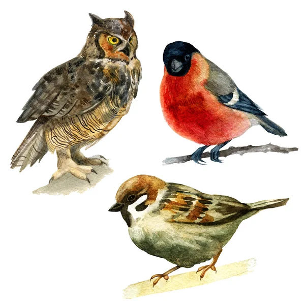 Akvarell Illustration Ställ Skogens Djur Uggla Sparrow Domherre — Stockfoto