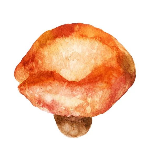 水彩イラスト キノコのイメージ 黄乳茸 — ストック写真