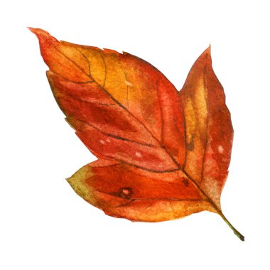 Sulu boya resim, görüntü sonbahar turuncu yaprak