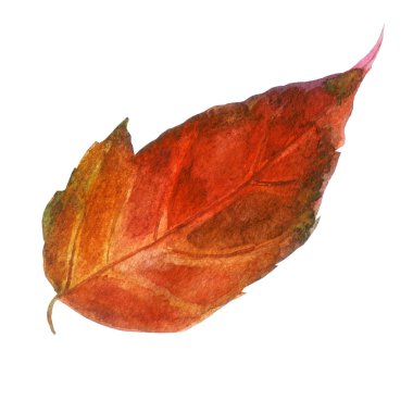 Suluboya resim, görüntü sonbahar kırmızı yaprak