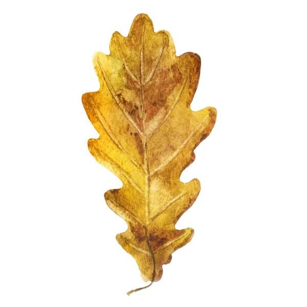 水彩のイラスト 秋の黄色のオークの葉のイメージ — ストック写真