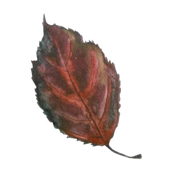 Illustration Aquarelle Image Une Feuille Bordeaux Violet Automne — Photo