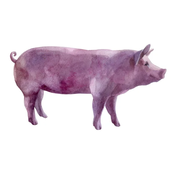 水彩例证猪的图象 — 图库照片