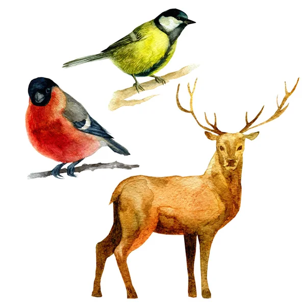 Watercolor Illustration Set Forest Animals Bullfinch Bluebird Deer — Stock Photo, Image