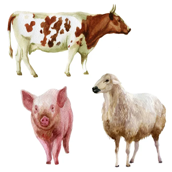 Akwarela Ilustracja Ustaw Zwierzęta Gospodarskie Krowa Świnia Owiec — Zdjęcie stockowe