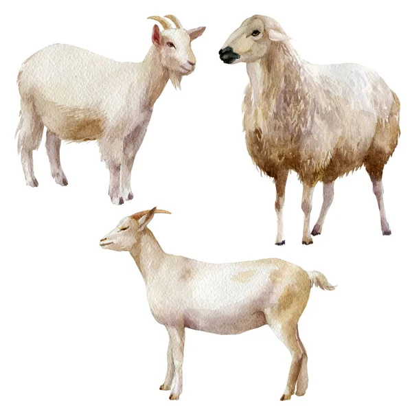 Watercolor Illustration Set Farm Animals Sheep Goats — Stock Photo, Image