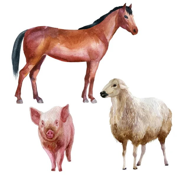 Akwarela Ilustracja Ustaw Zwierząt Hodowlanych Koni Trzody Chlewnej Owiec — Zdjęcie stockowe