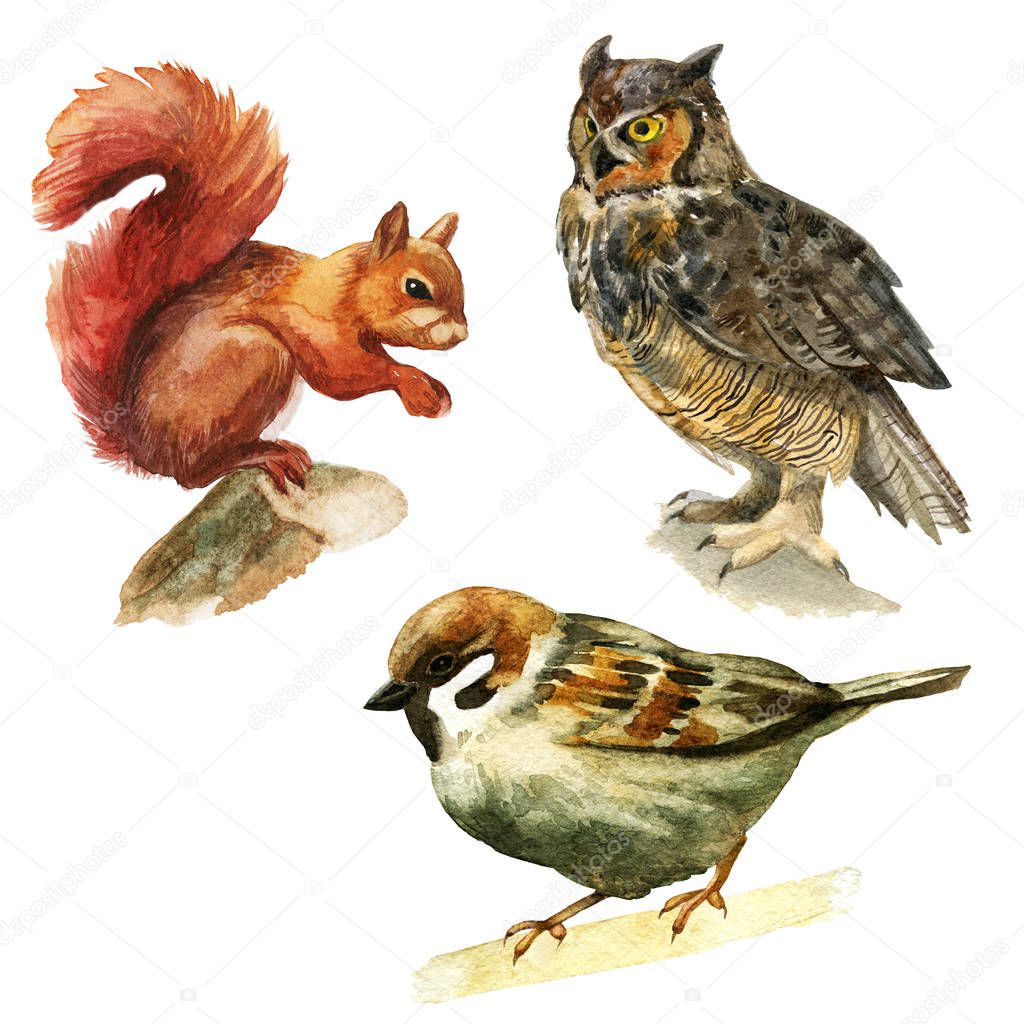 Watercolor illustration, set. Forest animals squirrel owl sparrow