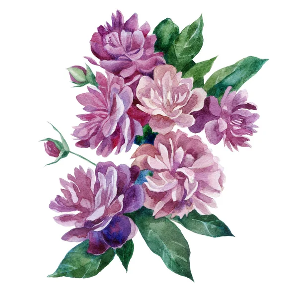 Watercolor illustration. Peonies. A bouquet of peonies