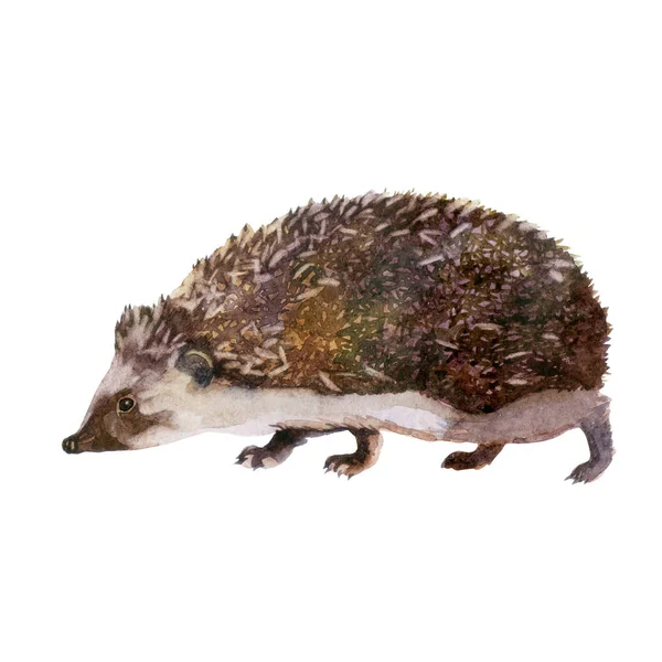 Hedgehog Floresta Animal Aquarela Ilustração — Fotografia de Stock