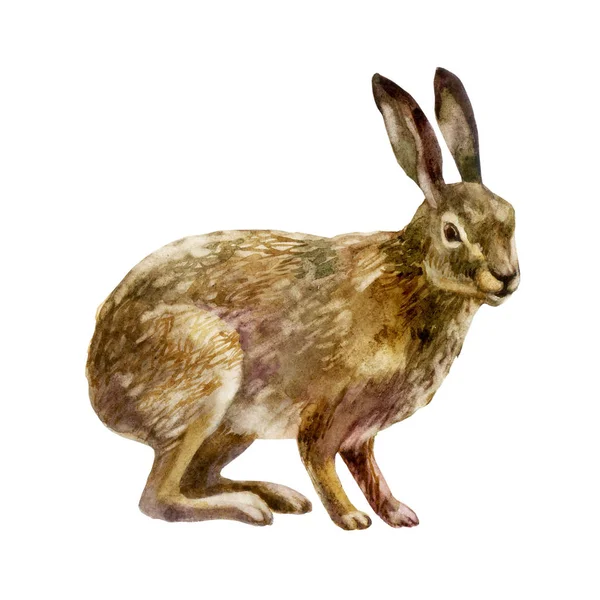 Bir Beyaz Arka Plan Illüstrasyon Izole Suluboya Tek Tavşan Hayvan — Stok fotoğraf