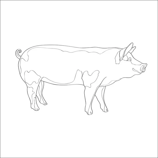Vector Illustration Pig Side View Line Royalty Free Stock Illustrations